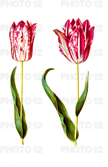 Garden tulip