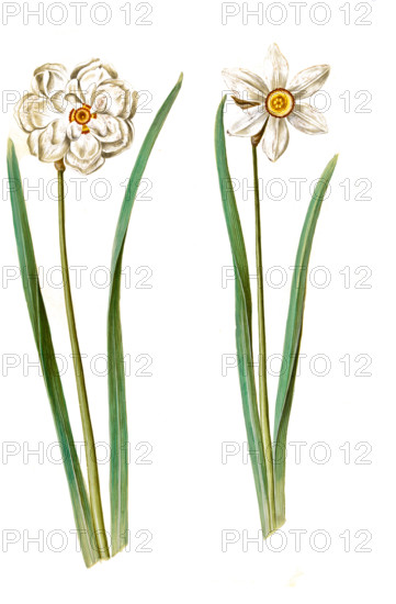 White daffodil