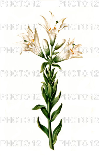 Madonna Lily