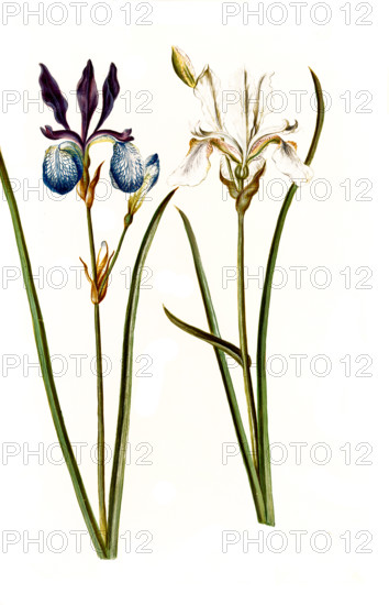 Siberian iris
