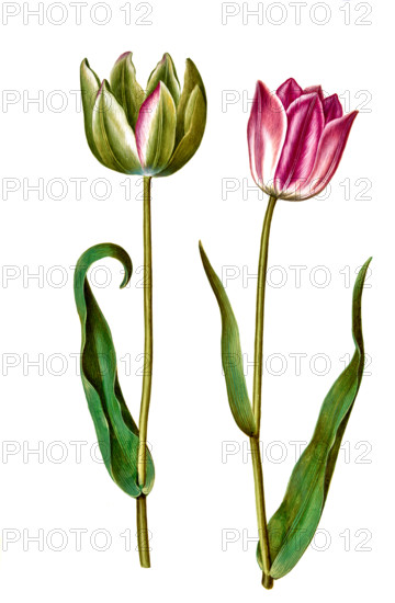 Garden tulip