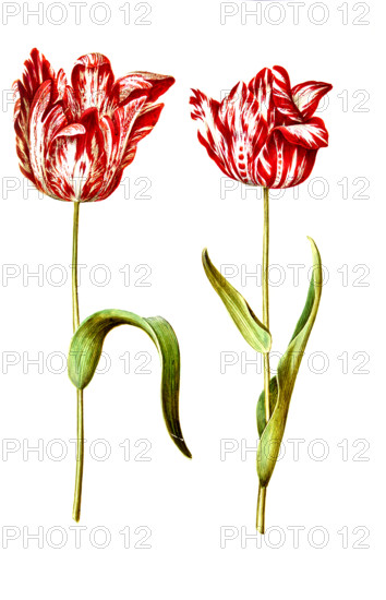 Garden tulip