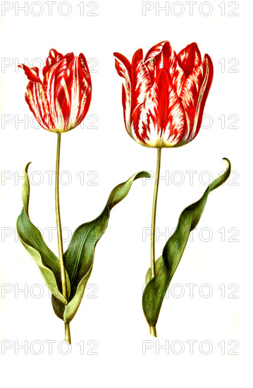 Garden tulip