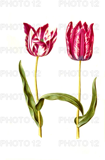 Garden tulip