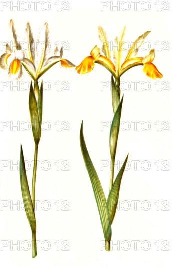 Spanish iris or Spanish iris