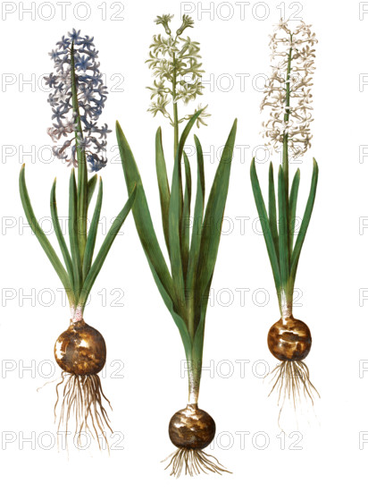 Garden Hyacinth Hyacinthus orientalis