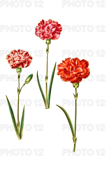 Dianthus caryophyllus