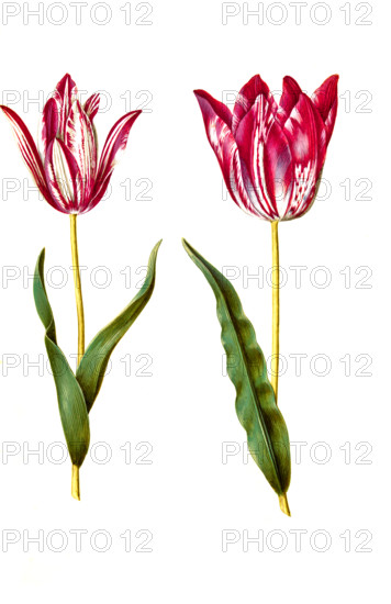 Garden tulip