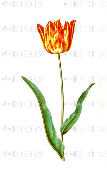 Garden tulip