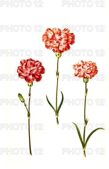 Dianthus caryophyllus