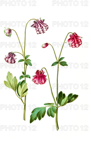 Common Columbine or Common Aquilegia