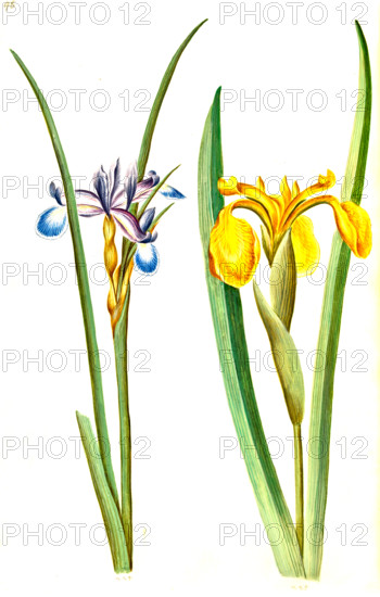 Grass iris
