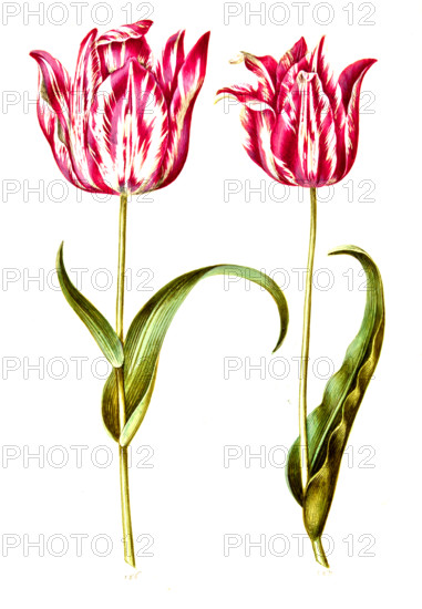 Garden tulip