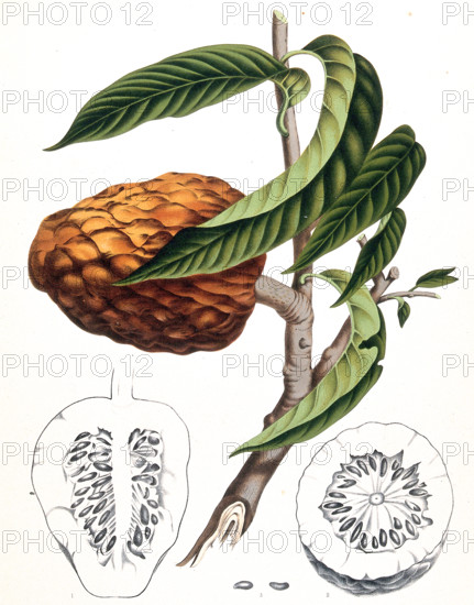The soursop