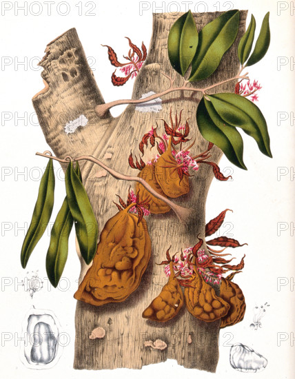 Cynometra cauliflora