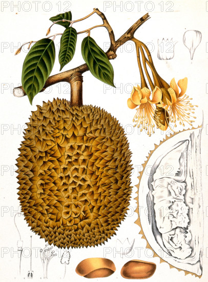 Durian