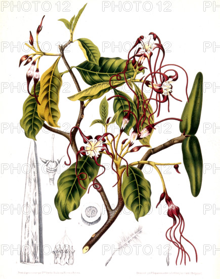 Strophanthus divaricatus is a vine or shrub that can grow up to 4.5 meters tall