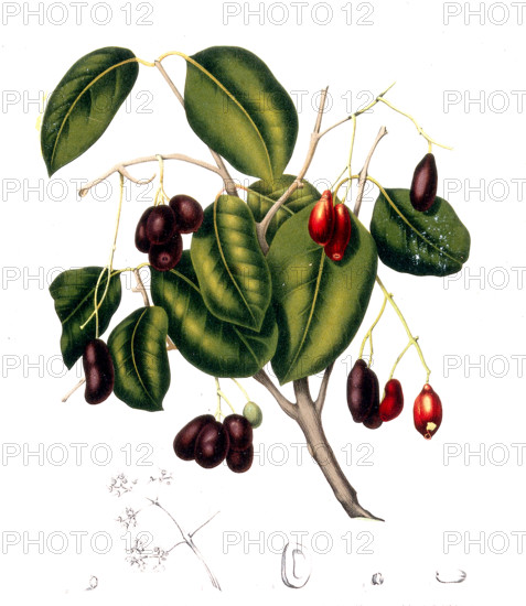 Syzygium cumini