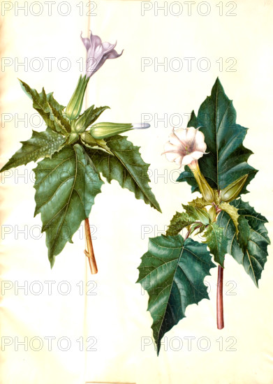 Common thornapple