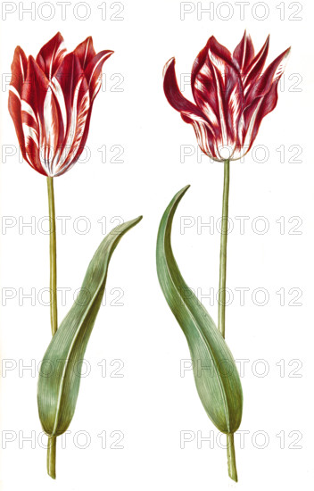Garden tulip