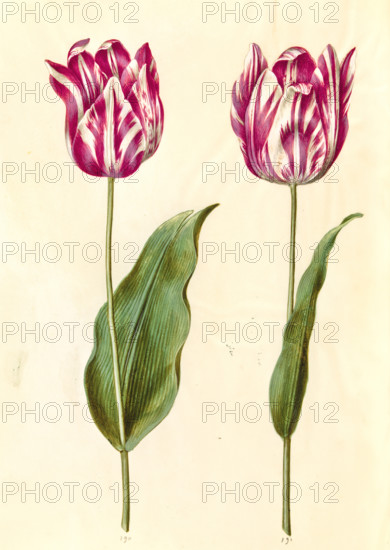 Garden tulip