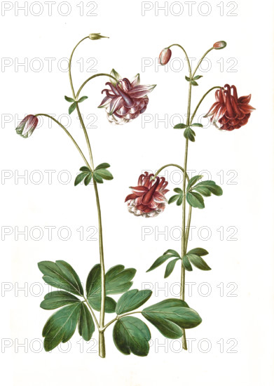 Common columbine