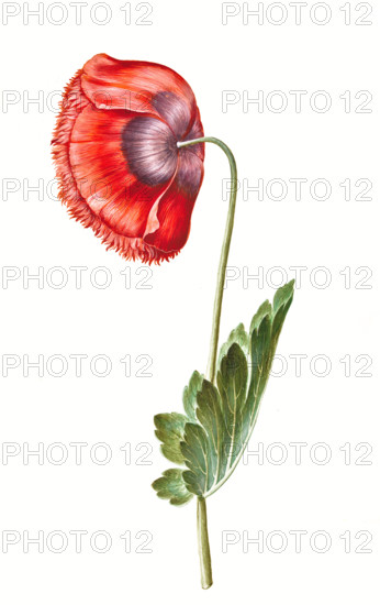 Opium poppy