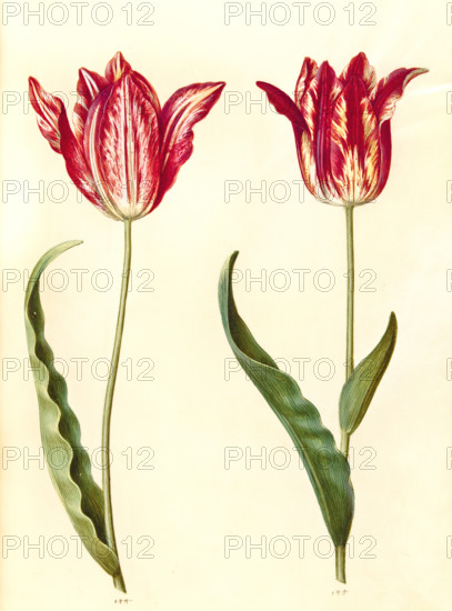 Garden tulip