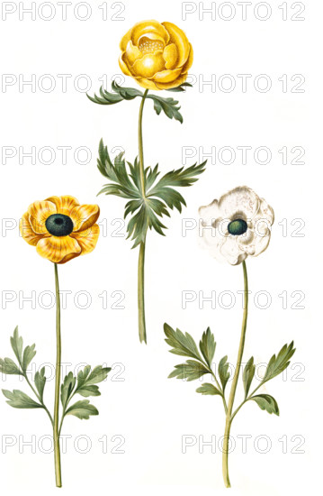Globeflower