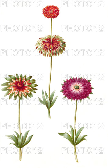 Hybrids of the windflower