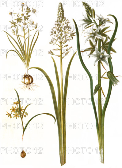 Ornithogalum umbellatum