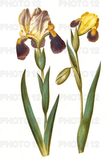 Iris vó germanica or Iris vó sambucina