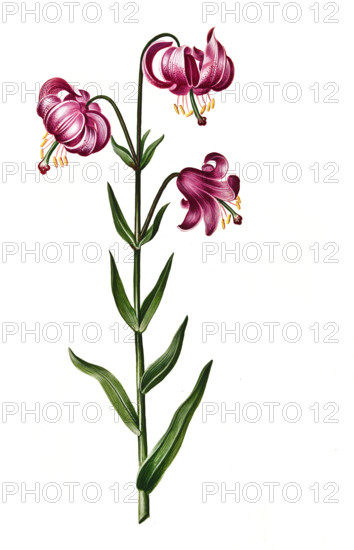 Turk's cap lily