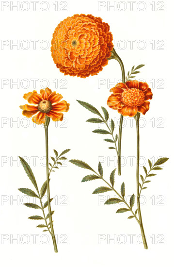 Upright marigold