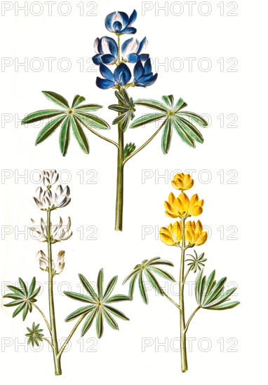 Lupine variants