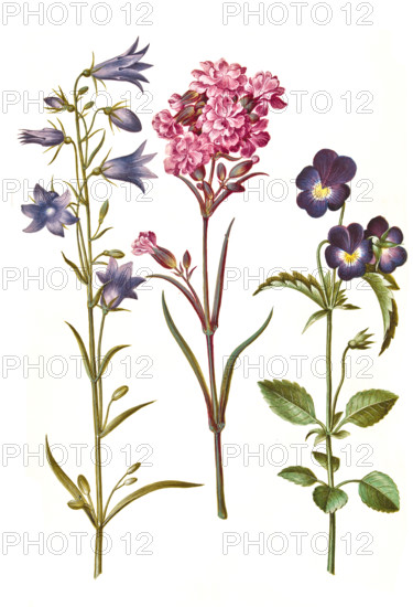 Round-leaved bellflower