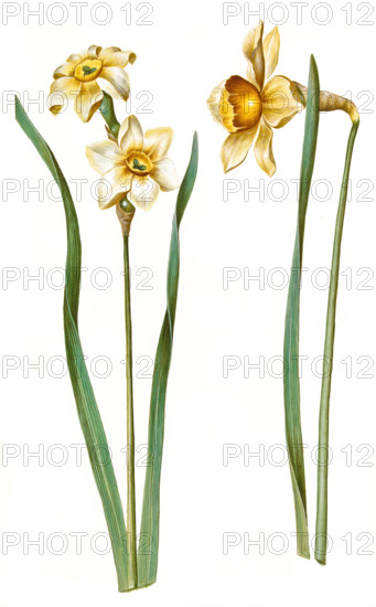 Daffodils and daffodils