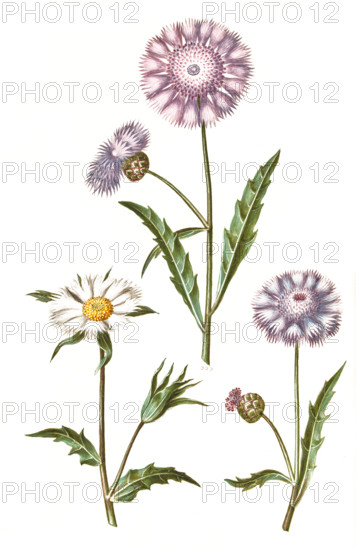 Fragrant Musk Flower