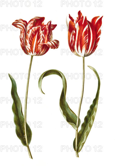Garden tulip