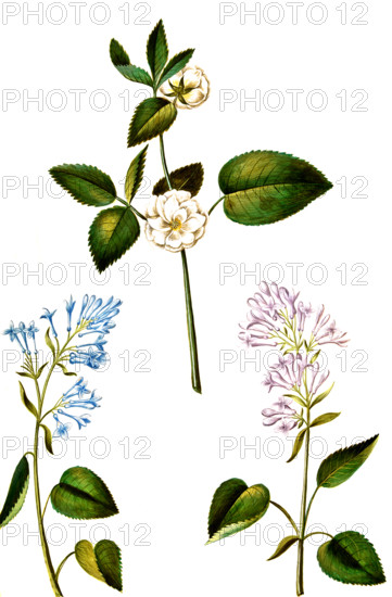 Rose and Common Lilac or Common Lilac