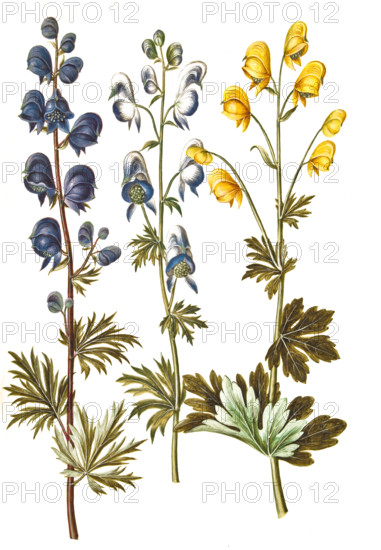 Blue monkshood