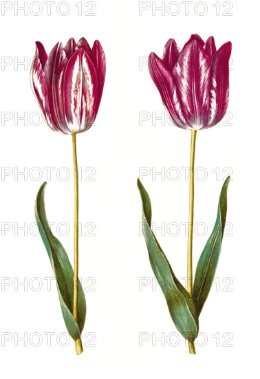 Garden tulip