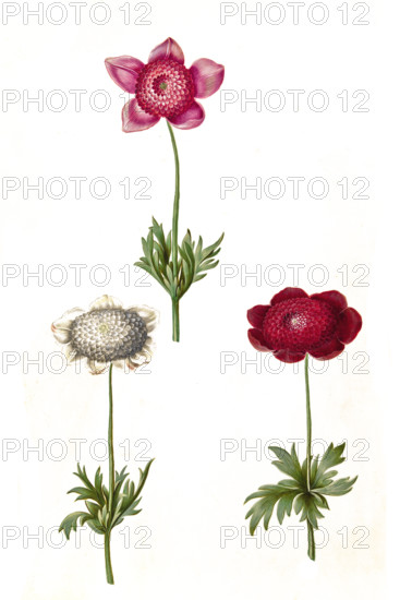 Crown Anemone