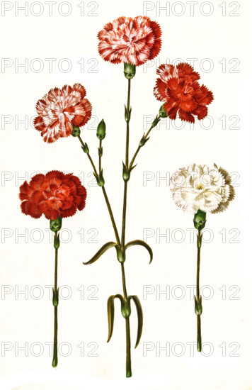 Garden carnation