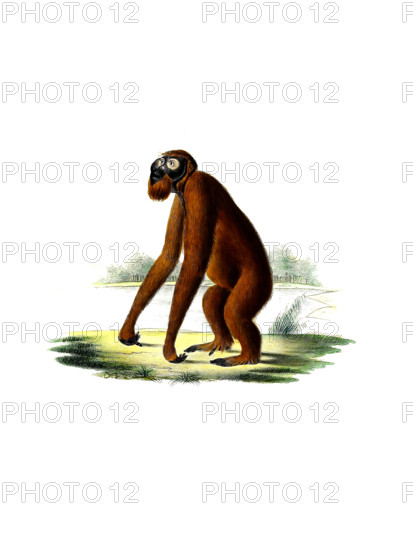 Orangutan