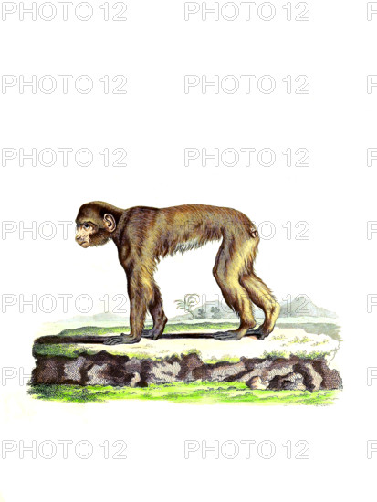Barbary macaque