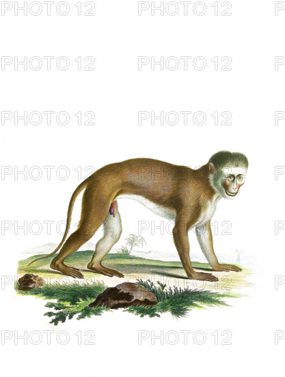 Malbrouck's green monkey