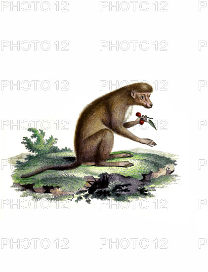 Steppe baboon