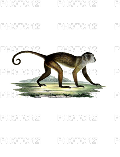 Brown Capuchin Monkey