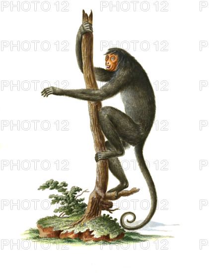 Lomami monkey